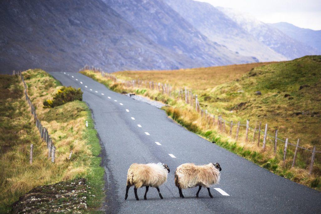 Ireland, Sheep on a country road in Connemara